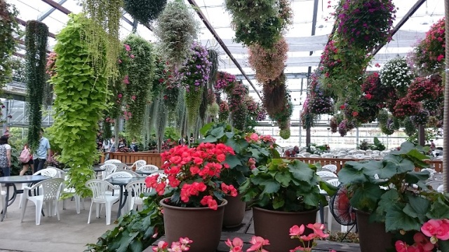 中古車販売 中古車買取 アップル