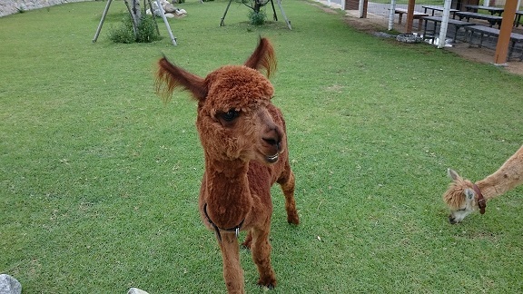 中古車販売 中古車買取 アップル