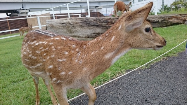 中古車販売 中古車買取 アップル
