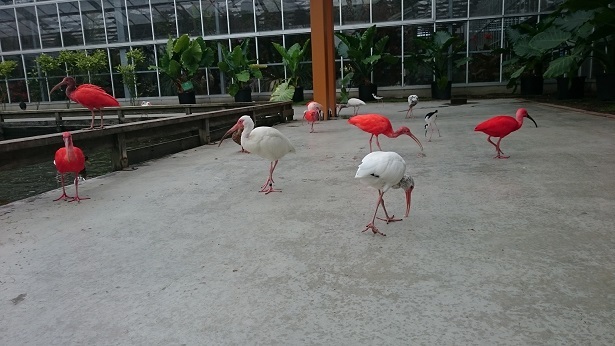 中古車販売 中古車買取 アップル