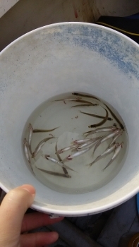 中古車販売 中古車買取 アップル