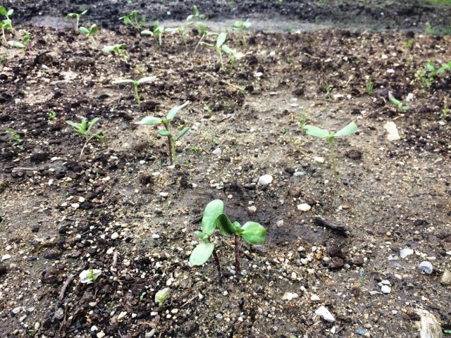 中古車販売 中古車買取 アップル