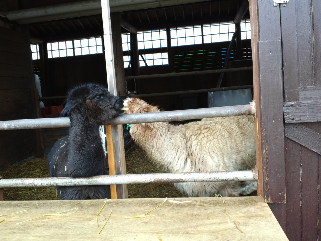 中古車販売 中古車買取 アップル