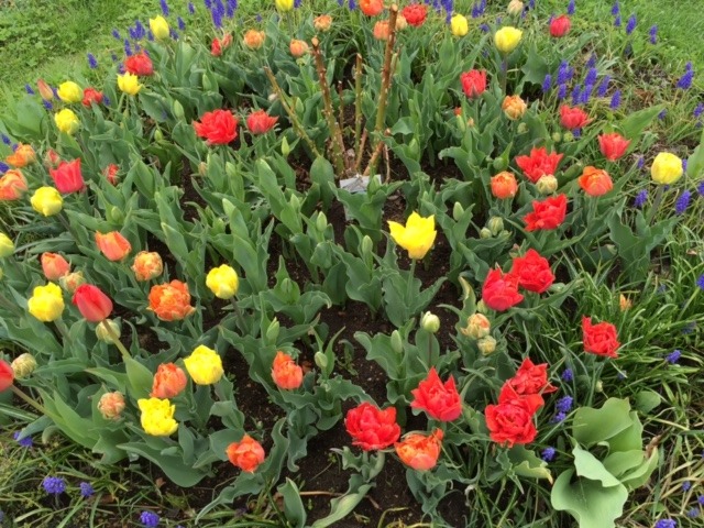 中古車販売 中古車買取 アップル