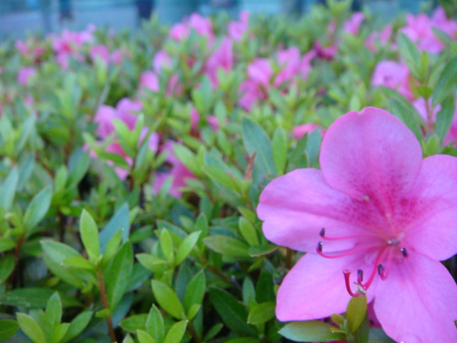 中古車販売 中古車買取 アップル