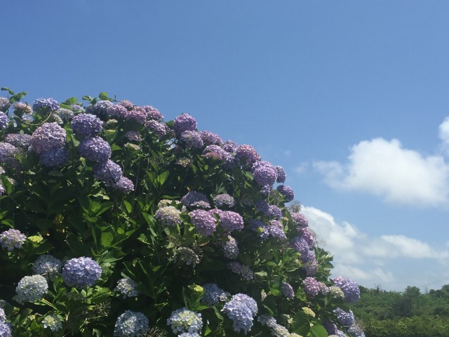 中古車販売 中古車買取 アップル