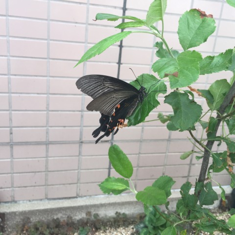 中古車販売 中古車買取 アップル