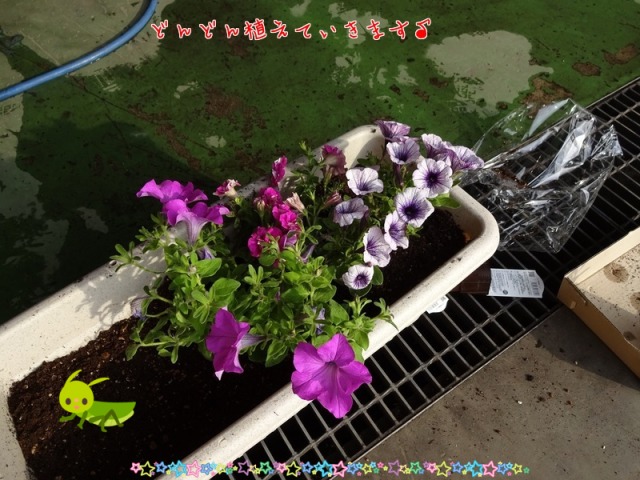 中古車販売 中古車買取 アップル