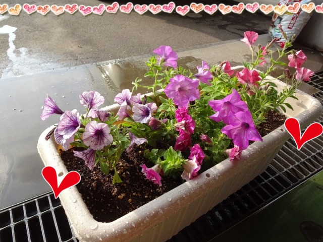 中古車販売 中古車買取 アップル