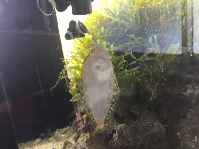 中古車販売 中古車買取 アップル