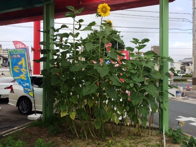 中古車販売 中古車買取 アップル