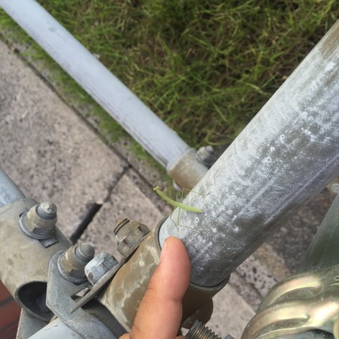 中古車販売 中古車買取 アップル