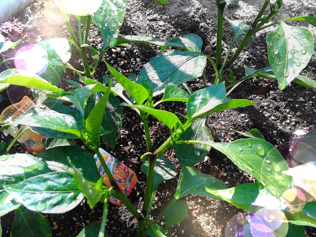 中古車販売 中古車買取 アップル