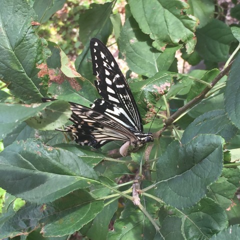 中古車販売 中古車買取 アップル