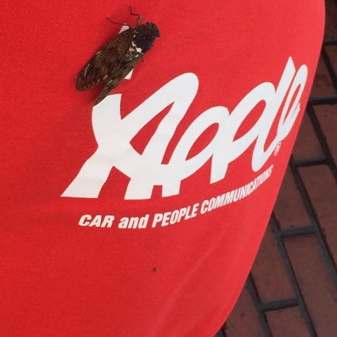 中古車販売 中古車買取 アップル