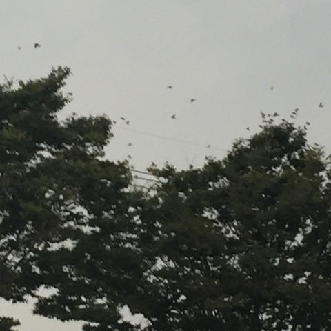 中古車販売 中古車買取 アップル