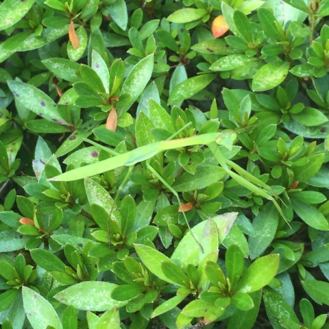 中古車販売 中古車買取 アップル