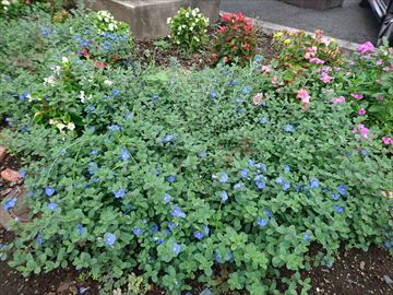 中古車販売 中古車買取 アップル