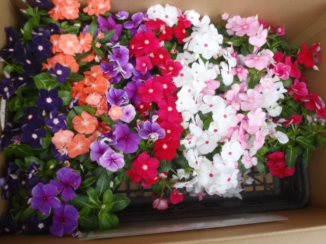 中古車販売 中古車買取 アップル