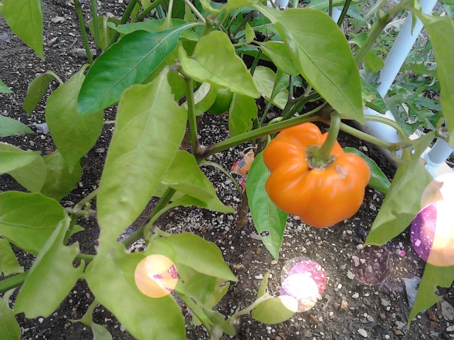 中古車販売 中古車買取 アップル