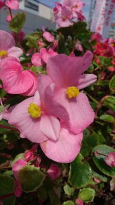 中古車販売 中古車買取 アップル