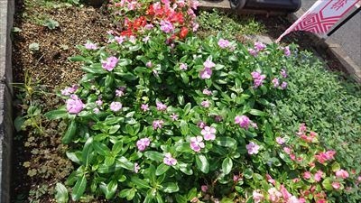 中古車販売 中古車買取 アップル