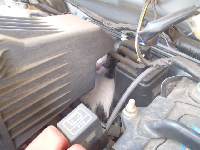 中古車販売 中古車買取 アップル