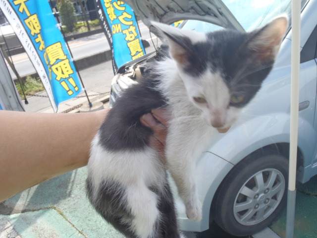 中古車販売 中古車買取 アップル