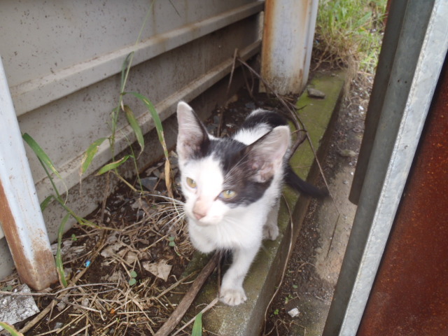 中古車販売 中古車買取 アップル