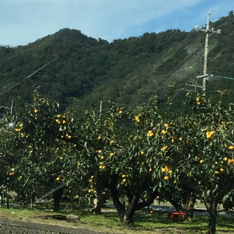 中古車販売 中古車買取 アップル