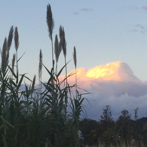 中古車販売 中古車買取 アップル