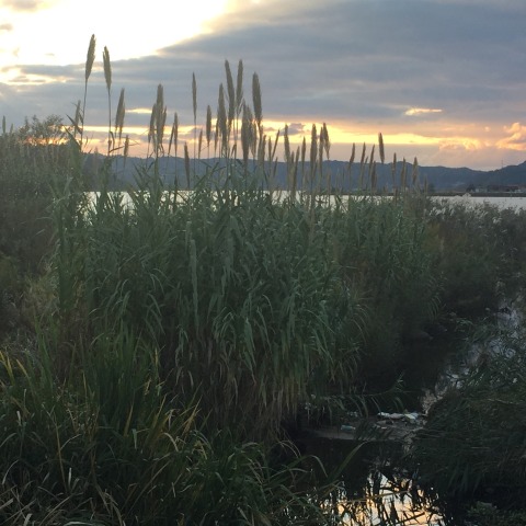 中古車販売 中古車買取 アップル