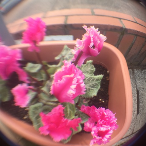 中古車販売 中古車買取 アップル