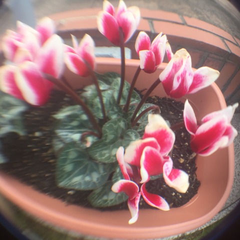 中古車販売 中古車買取 アップル