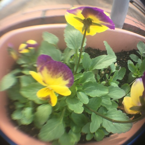 中古車販売 中古車買取 アップル