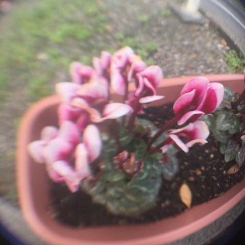 中古車販売 中古車買取 アップル