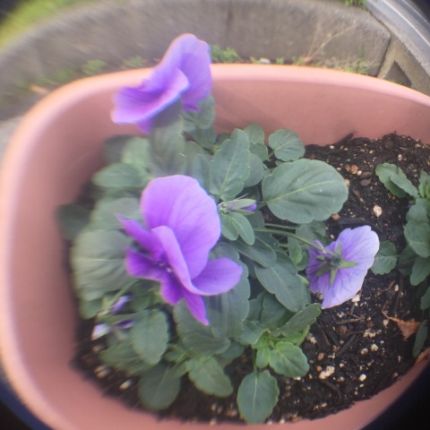 中古車販売 中古車買取 アップル