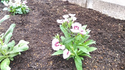 中古車販売 中古車買取 アップル