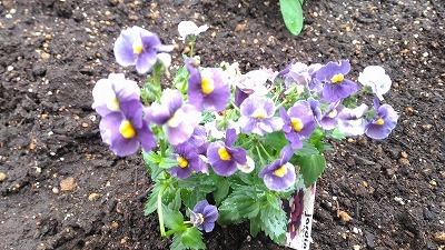 中古車販売 中古車買取 アップル