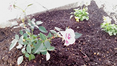 中古車販売 中古車買取 アップル