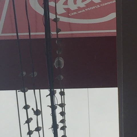 中古車販売 中古車買取 アップル