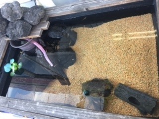 中古車販売 中古車買取 アップル