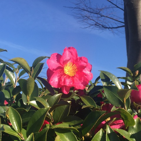 中古車販売 中古車買取 アップル