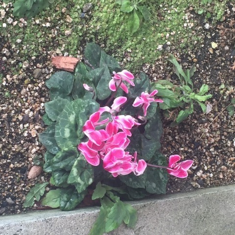 中古車販売 中古車買取 アップル