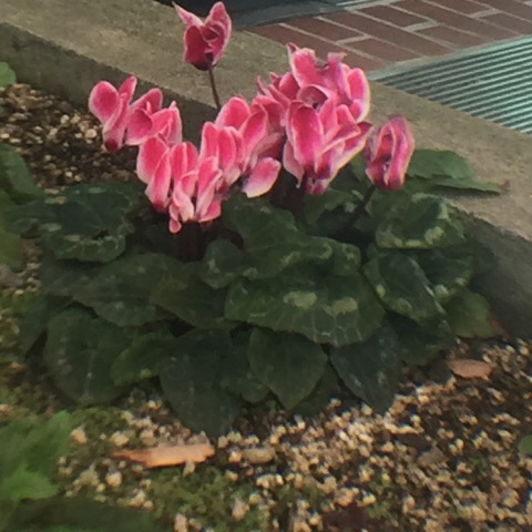 中古車販売 中古車買取 アップル