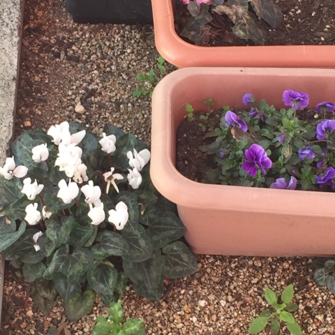 中古車販売 中古車買取 アップル