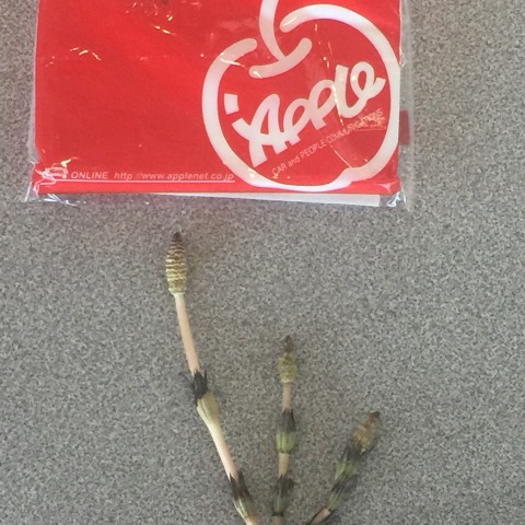 中古車販売 中古車買取 アップル