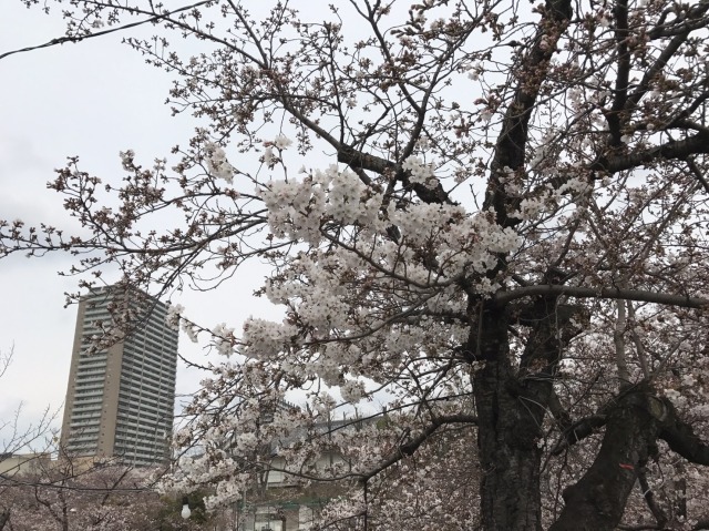 中古車販売 中古車買取 アップル