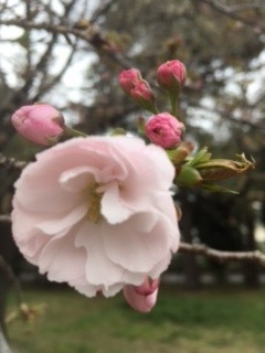 中古車販売 中古車買取 アップル