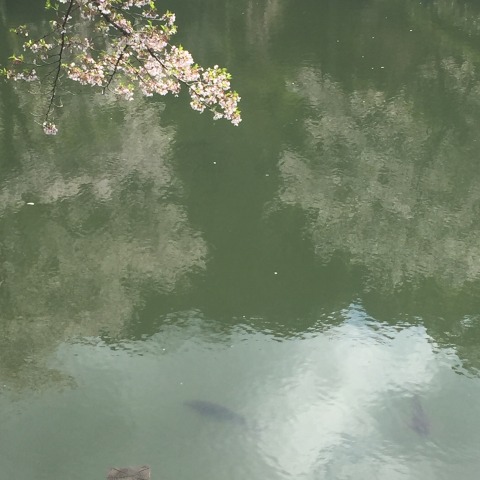 中古車販売 中古車買取 アップル